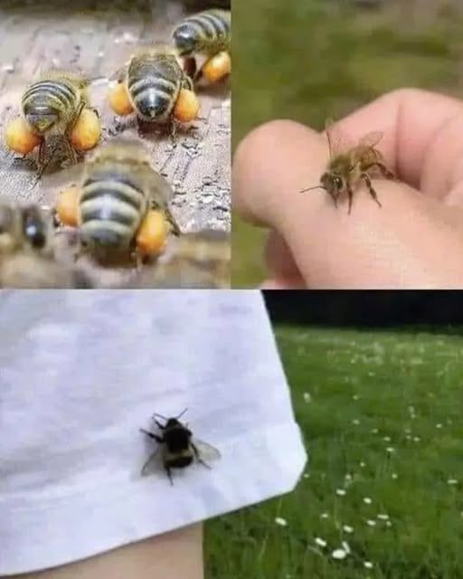 514348841 1979193739488241 741394850955252771 N