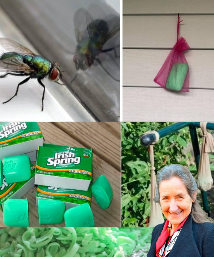 515507850 122213698652123868 6072741348216497646 N